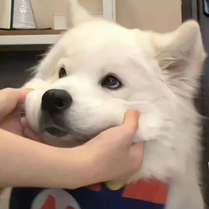 99热在线观看兔费观
